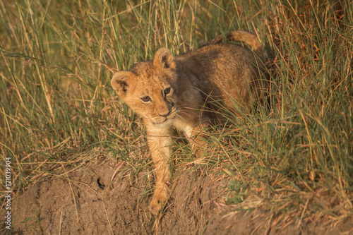 Photography Playing lion cub