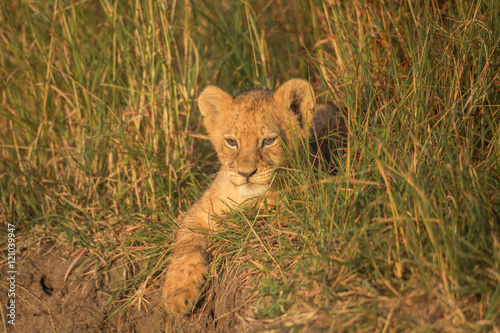 Photography Playing lion cub