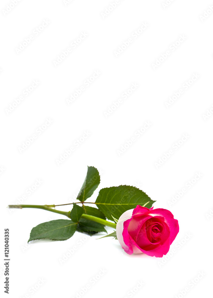Fototapeta premium Rose on white background with space for text