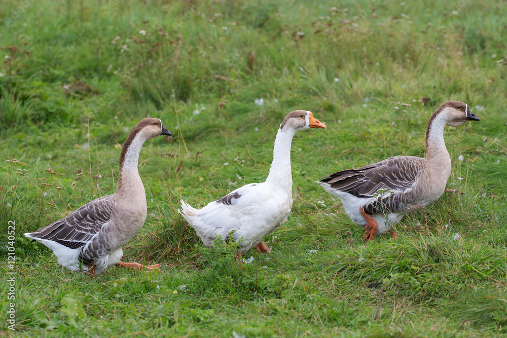 Three geese walk on grass Three geese walk on grass