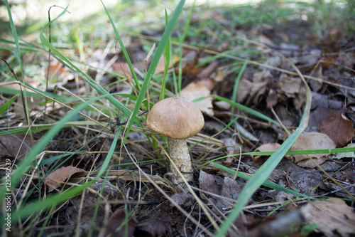forest edible mushroom