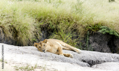Lovely lioness resting on the warm stone in the savannah at a park Tarangire  Tanzania