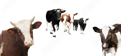 herd of cows on a white background photo