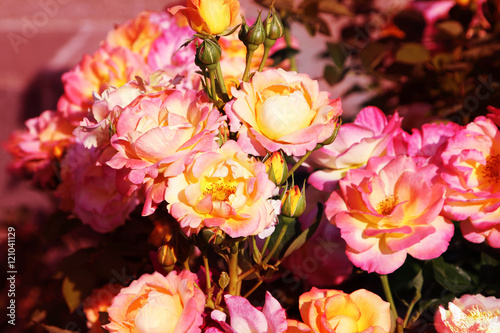 Beautiful roses.