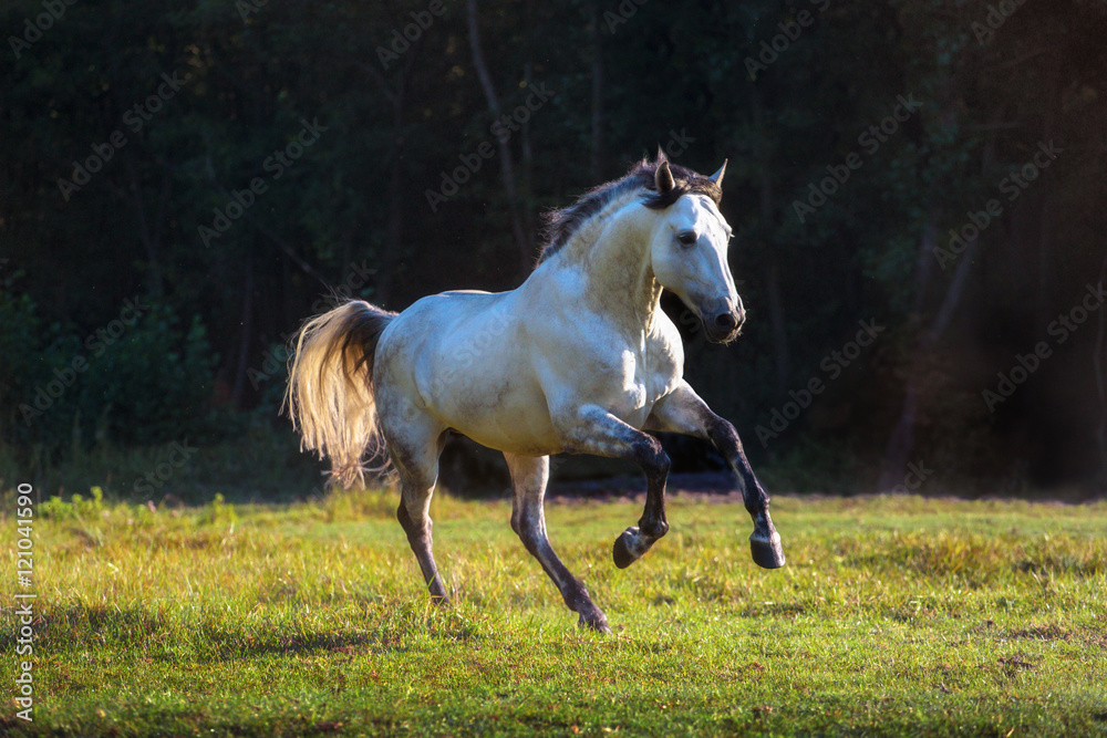 White Andalusian horse with the black mane runs on the green grass on the trees background White Andalusian horse with the black mane runs on the green grass on the trees background