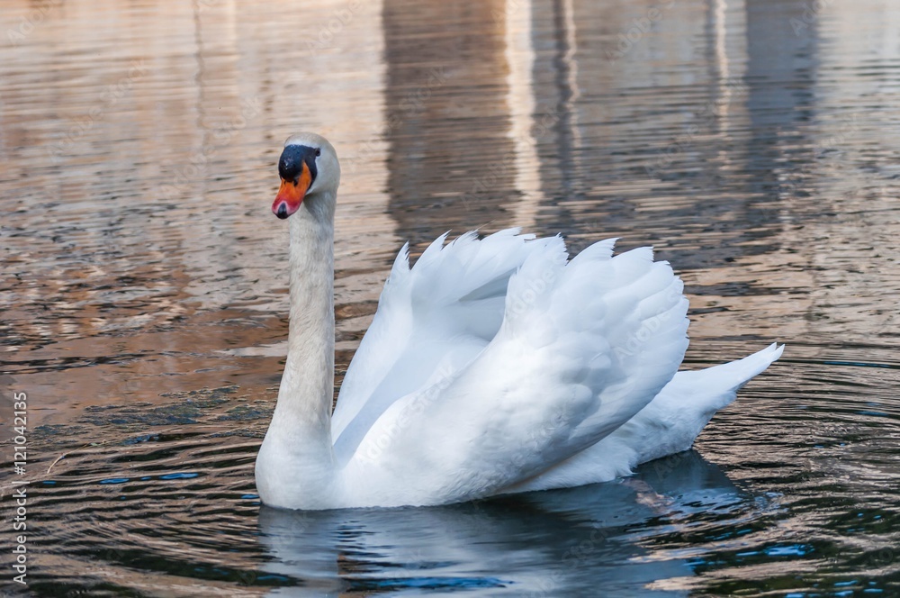 Naklejka premium Beau cygne blanc.