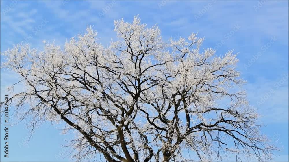 hoarfrost on tree, winter landscape
