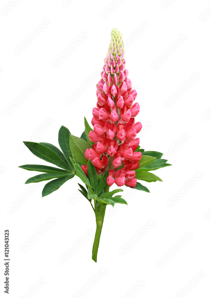 Beautiful flower lupine isolated on white background. Beautiful flower lupine isolated on white background.