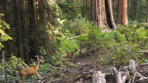 Sequoia Forest Mule Deer 01 Grant Grove Kings Canyon Sunset