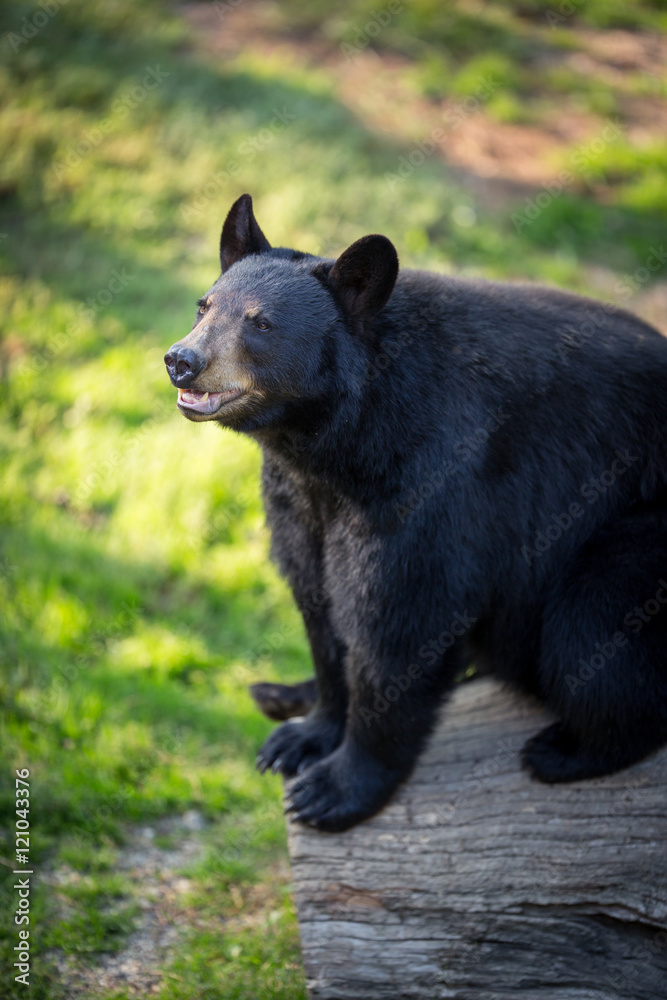 American black bear (Ursus americanus)