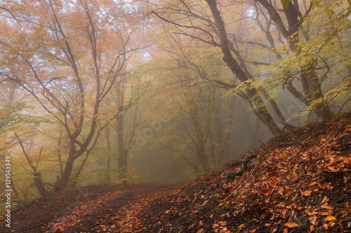 Pathway in the foggy autumn forest with fallen leaves