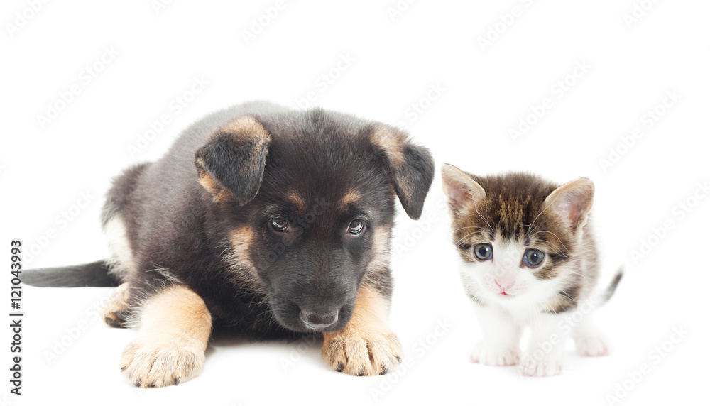 cute puppy and kitten on white background