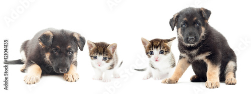 cute puppy and kitten on white background
