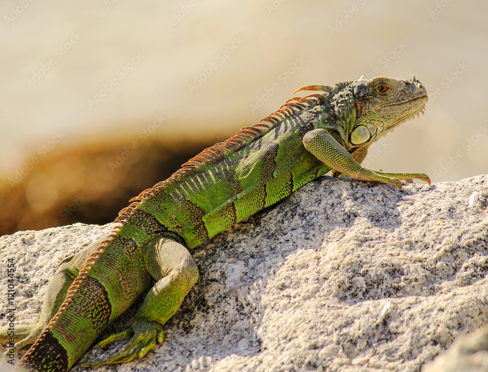 Fototapeta premium Sunning Green Iguana (Iguana iguana)