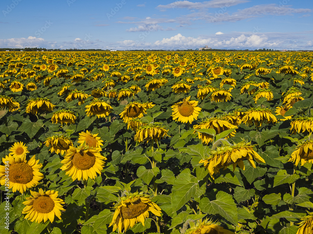Obraz premium A huge field of sunflowers
