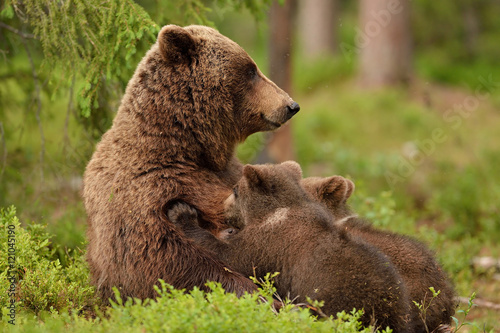 Brown bear suckling cubs in forest. Bear breastfeeding cubs.