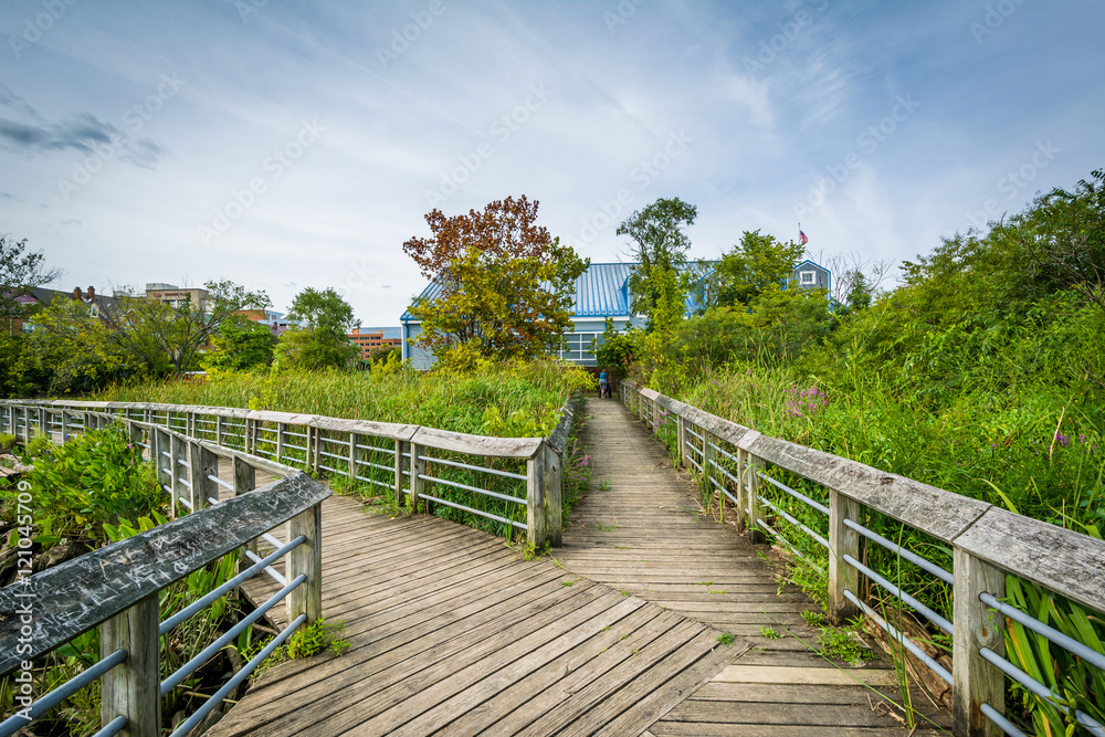 Boardwalk trail in a wetland, at Rivergate City Park, in Alexand Boardwalk trail in a wetland, at Rivergate City Park, in Alexand