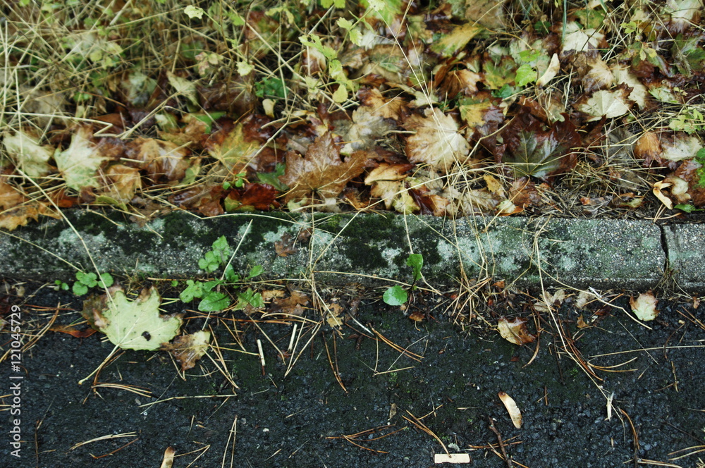 Fototapeta premium feuilles d' automne et grillage