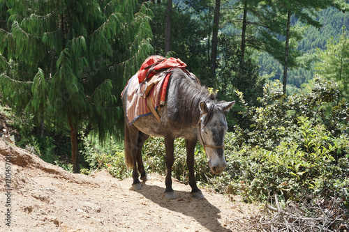Fototapeta Naklejka Na Ścianę i Meble -  A tired horse resting in Bhutan