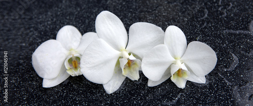 Fototapeta Naklejka Na Ścianę i Meble -  Three white orchid flowers .