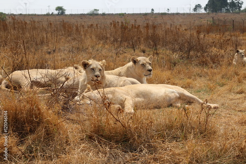 Family of white lions