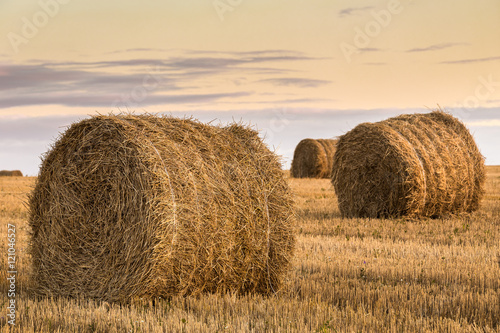 The field with straw bales after harvest. Agriculture concept