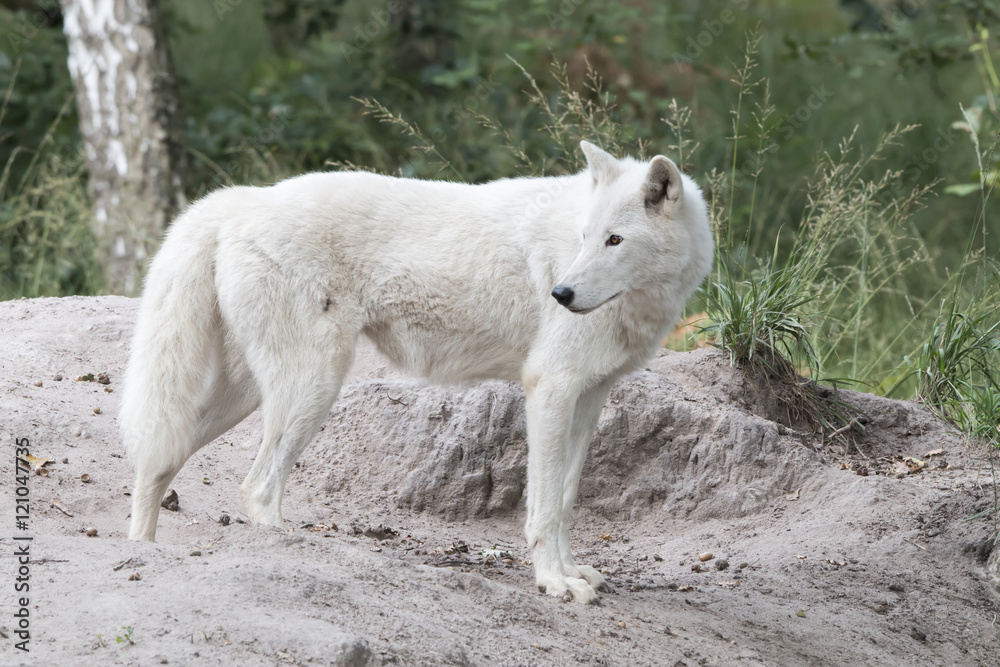 standing white wolf