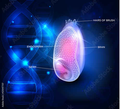 Grain anatomy abstract blue scientific background