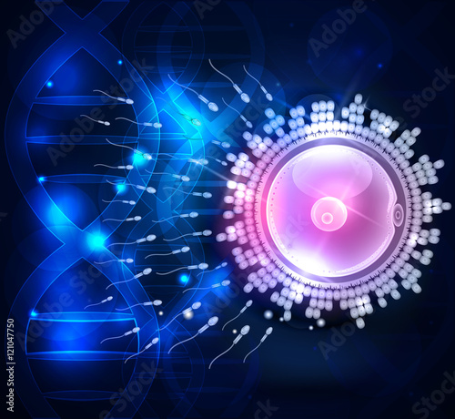 Ovum fertilization