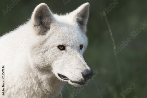 wolf portrait