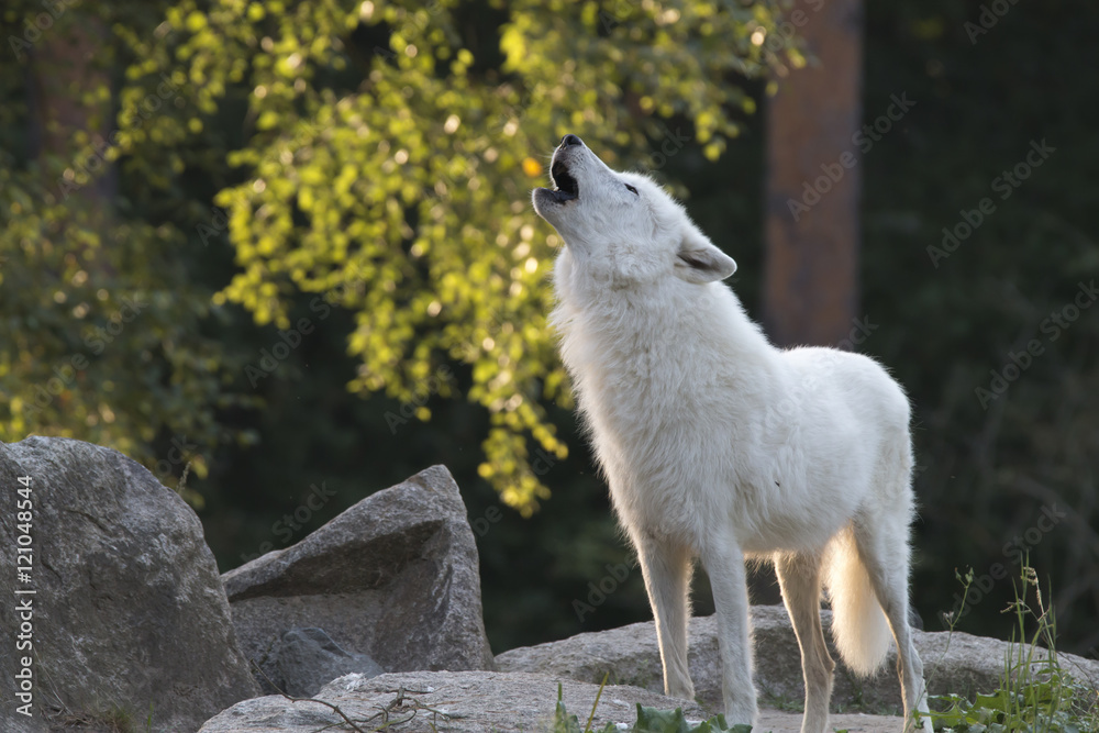 Fototapeta premium white wolf howling
