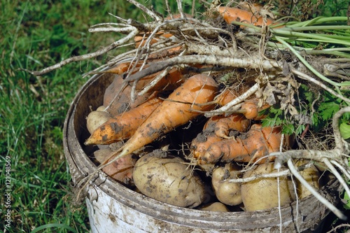 Just harvested potatos and carrots