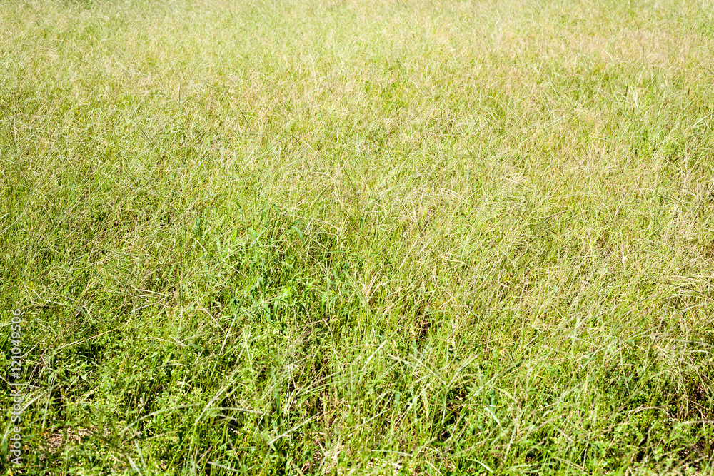 Seamless picture of weeds field Seamless picture of weeds field