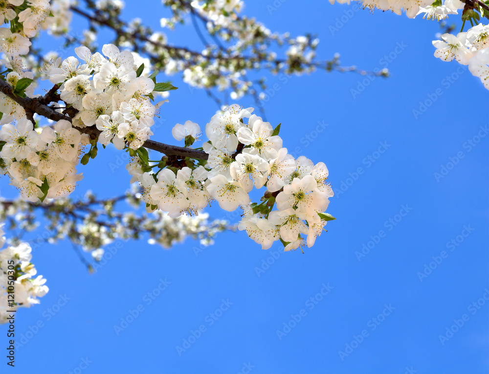 Blooming of the cherry on a spring day Blooming of the cherry on a spring day