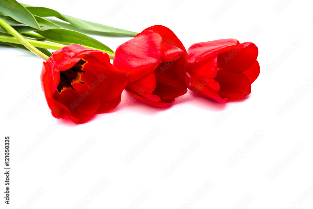 Bouquet of red tulips on white background Bouquet of red tulips on white background