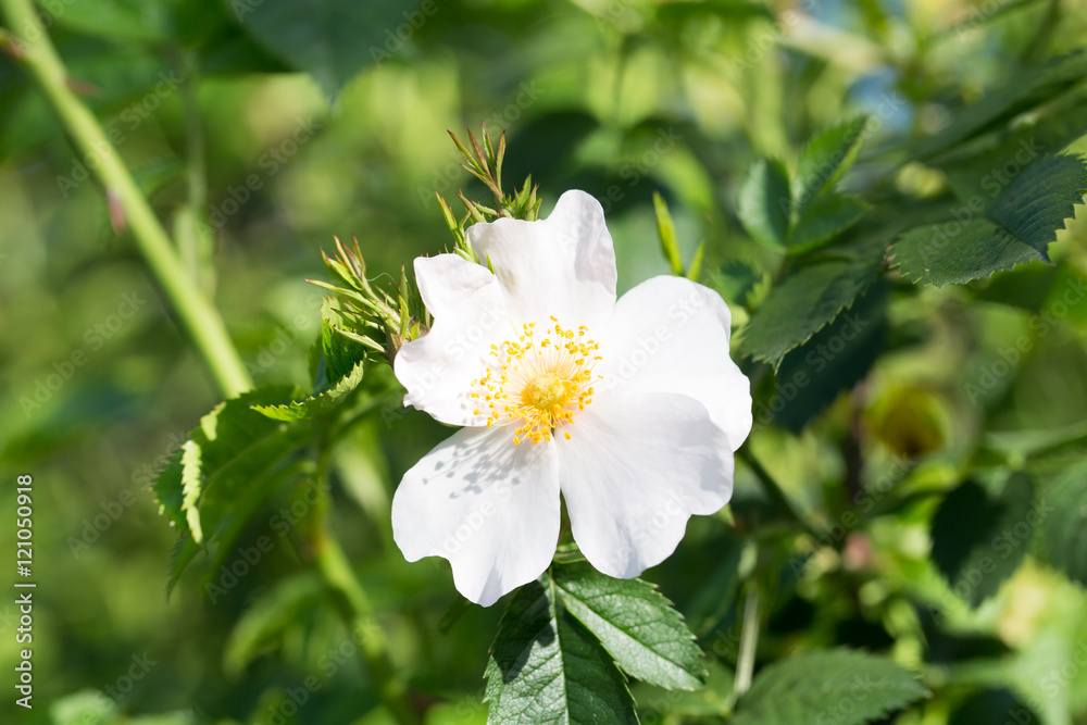 beautiful white flower on the tree in nature beautiful white flower on the tree in nature