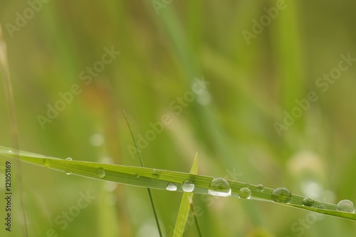 Water drops on the grass, green natural background