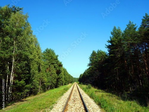 Railway tracks in forest