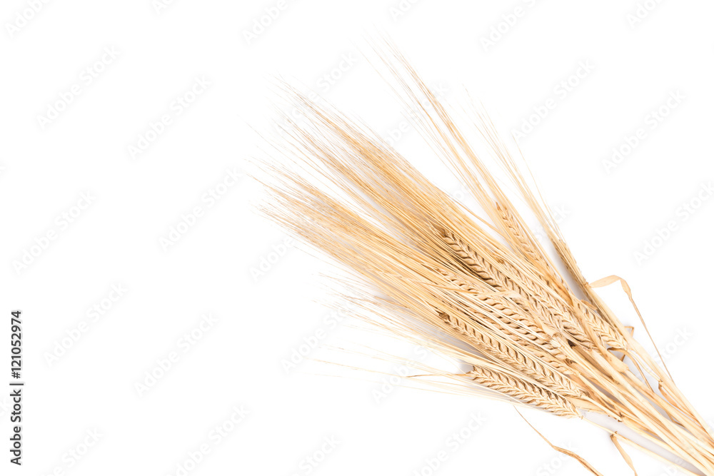 Ears of wheat