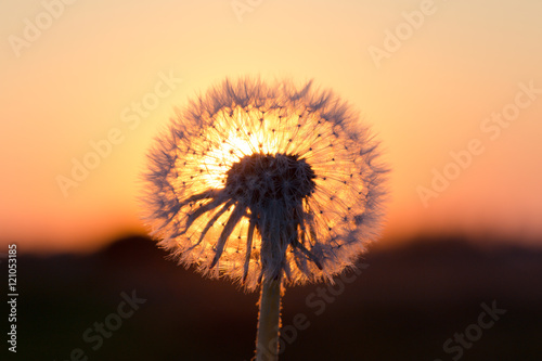 Dandelions in meadow at red sunset