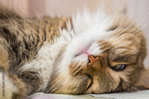 Funny sleeping cat's face closeup photo