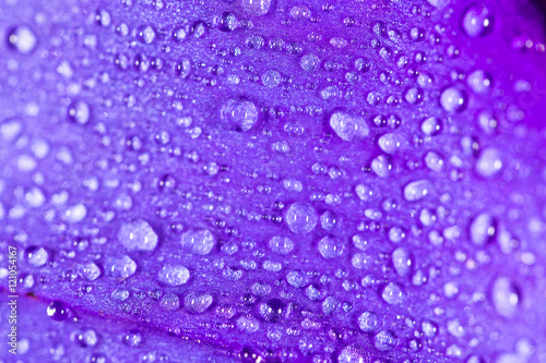 drops of water on a blue flower