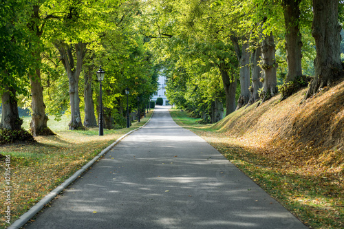 Schmale Straße durch den Wald im Herbst