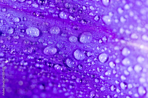 drops of water on a blue flower