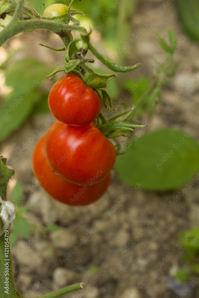 Ripe natural tomatoes growing on a branch