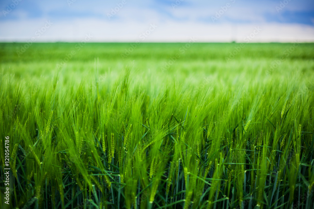 Green wheat