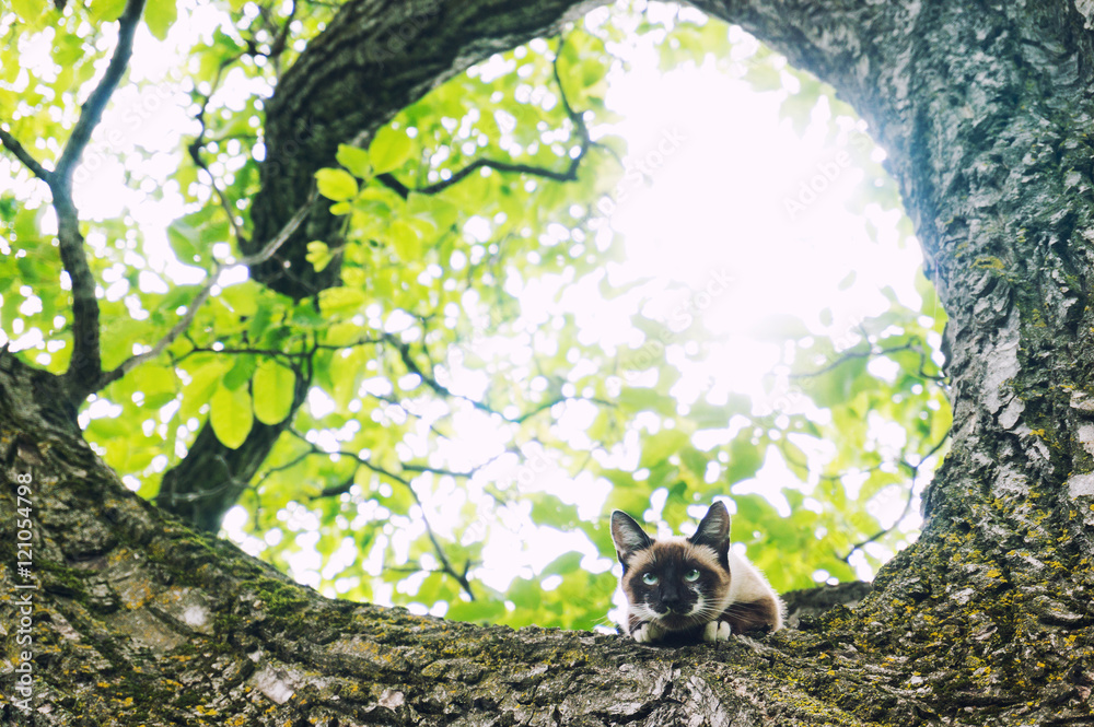 Cat climbed in a tree