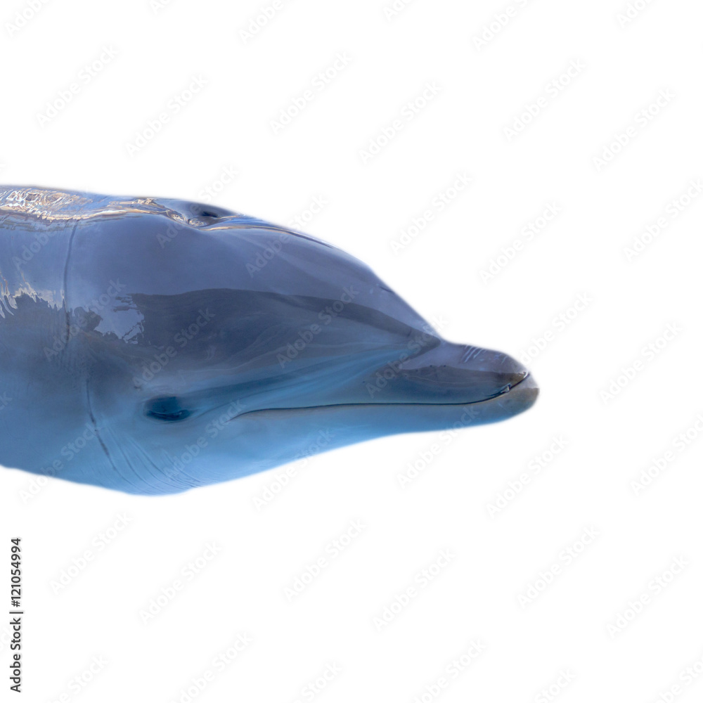 Fototapeta premium Tête de dauphin détouré