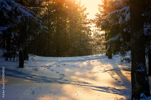 Sunny and snowy winter