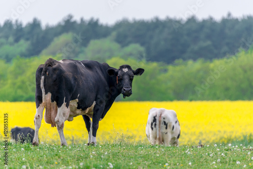 Milchkühe auf einer Weide 